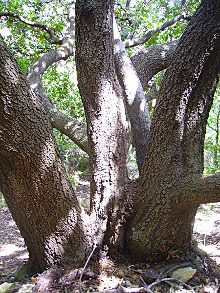 quercusilexchnevertphoto02.jpg