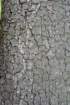 quercusilexchnevertphoto03_small.jpg