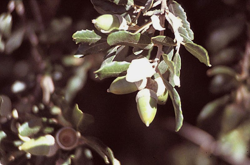 quercusilexchnevertphoto04.jpg