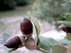 quercusilexchnevertphoto06_small.jpg