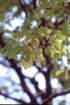 quercuspubescenschneblanc_small.jpg