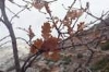 quercuspubescenschneblancphoto02_small.jpg