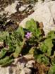 erodiummalacoideserodiumfaussemauve02_small.jpg