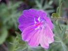 geraniumcolumbinumgraniumdescolombes02_small.jpg