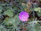 geraniumcolumbinumgraniumdescolombes_small.jpg