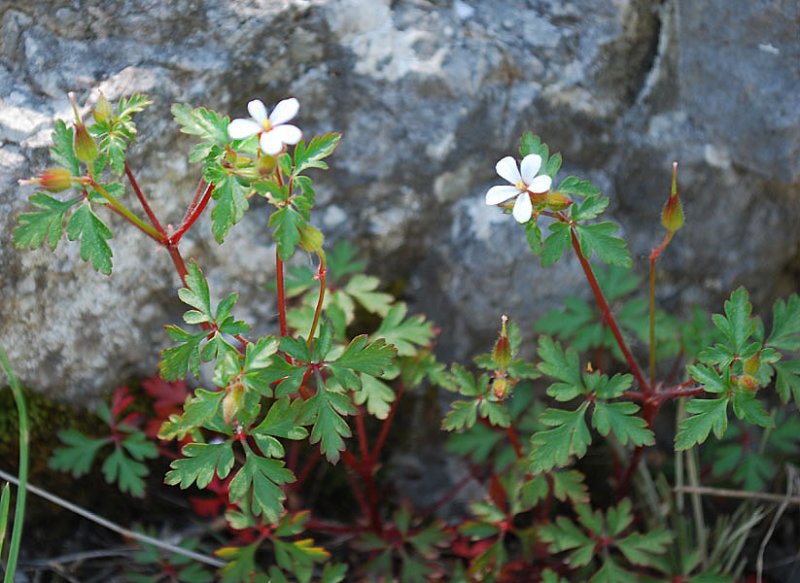 geraniumrobertianumsubsppurpureumherberobert03.jpg