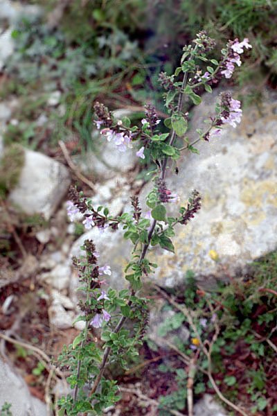 calaminthanepetacalamentglanduleux.jpg