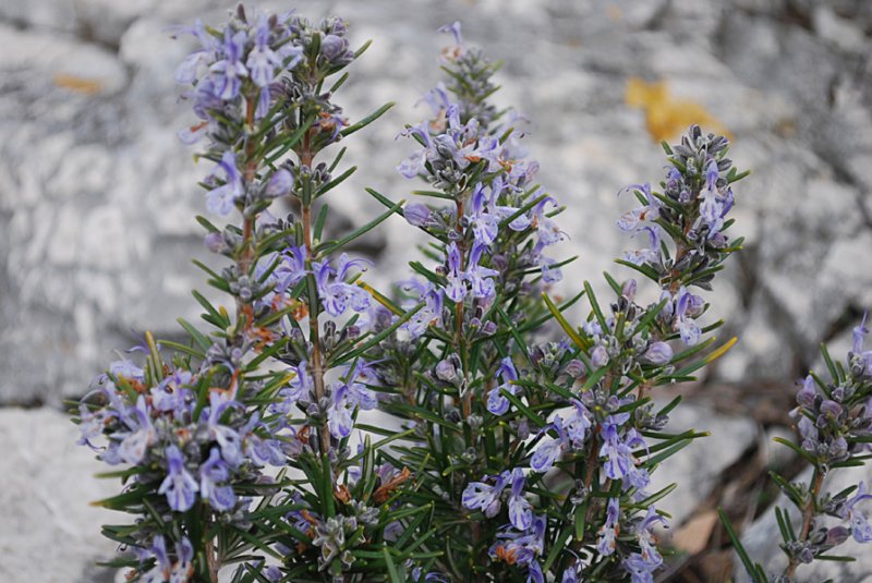 rosmarinusofficinalisromarin03.jpg