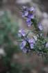 rosmarinusofficinalisromarin04_small.jpg
