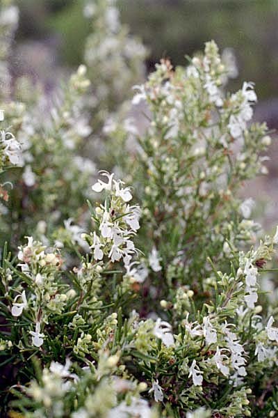 rosmarinusofficinalisromarin06.jpg