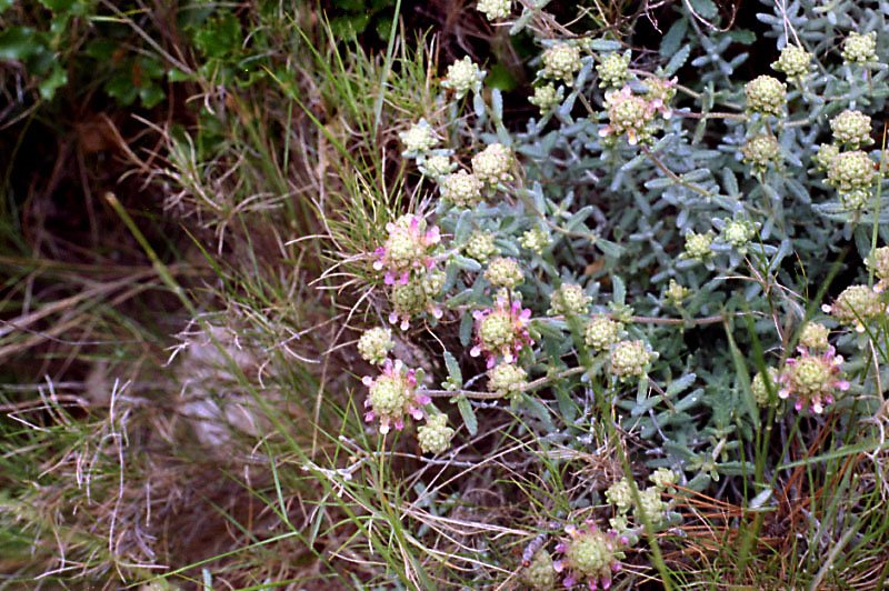 teucriumpoliumsubsppurpurascensgermandrepurpurine.jpg
