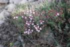 thymusvulgaristhym03_small.jpg
