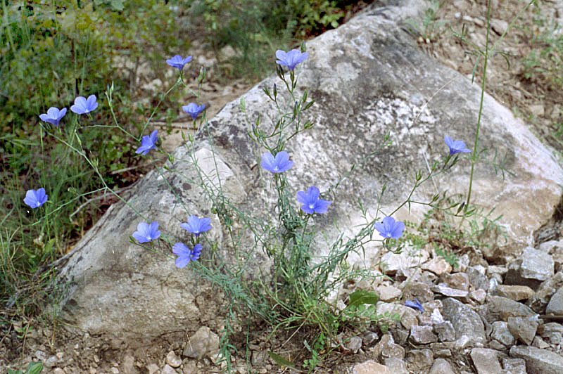 linumnarbonenselindenarbonne.jpg