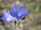 linumnarbonenselindenarbonne03_small.jpg