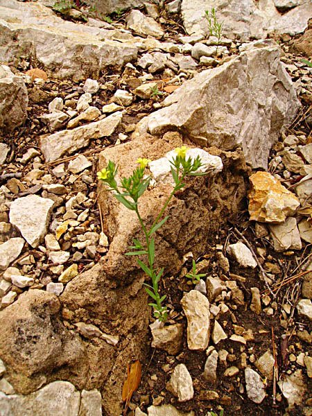 linumstrictumlintroit.jpg
