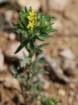 linumstrictumlintroit02_small.jpg
