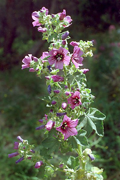 lavateraarborealavatrearborescentephoto03.jpg