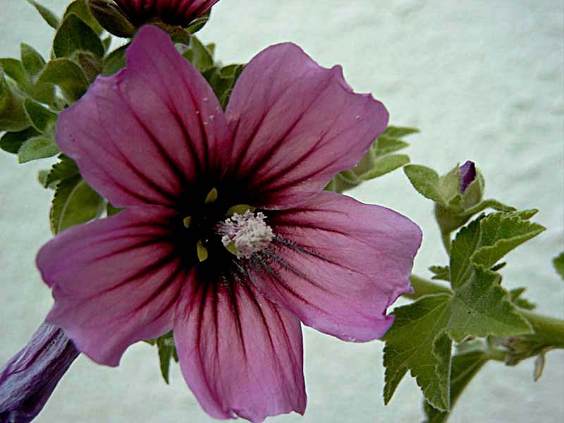 lavateraarborealavatrearborescentephoto05.jpg