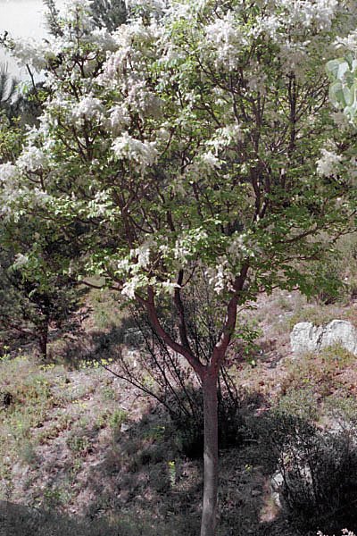 fraxinusornusfrnefleurs.jpg