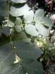 fraxinusornusfrnefleurs02_small.jpg