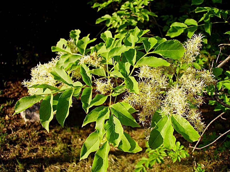 fraxinusornusfrnefleurs03.jpg