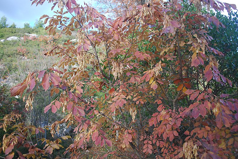 fraxinusornusfrnefleurs04.jpg