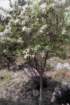 fraxinusornusfrnefleurs_small.jpg