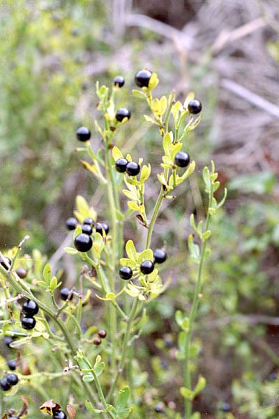 jasminumfruticansjasminarbustif04.jpg