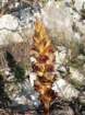 orobanchegracilisorobanchesanglante03_small.jpg