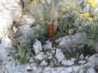 orobanchegracilisorobanchesanglante_small.jpg