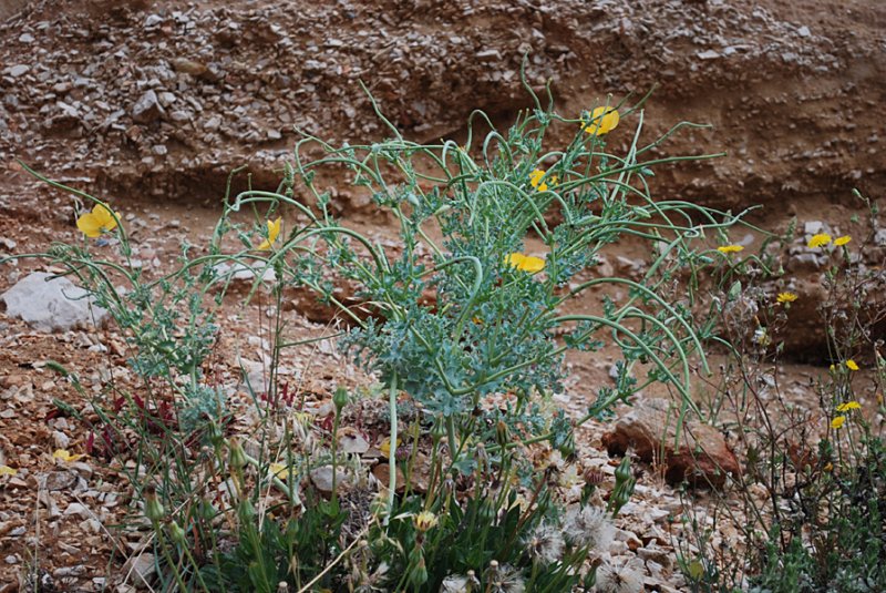 glauciumflavumglaucirejaunephoto03.jpg