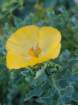 glauciumflavumglaucirejaunephoto04_small.jpg