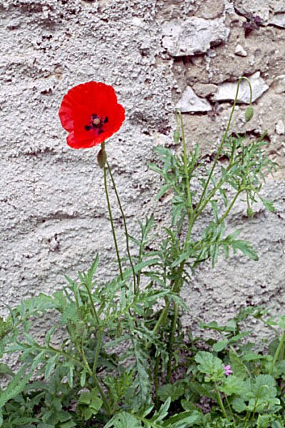 papaverrhoeascoquelicot.jpg