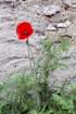 papaverrhoeascoquelicot_small.jpg