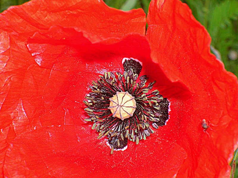 papaverrhoeascoquelicotphoto03.jpg