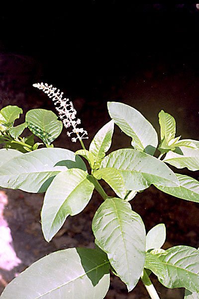 phytolaccaacinosraisindamrique.jpg