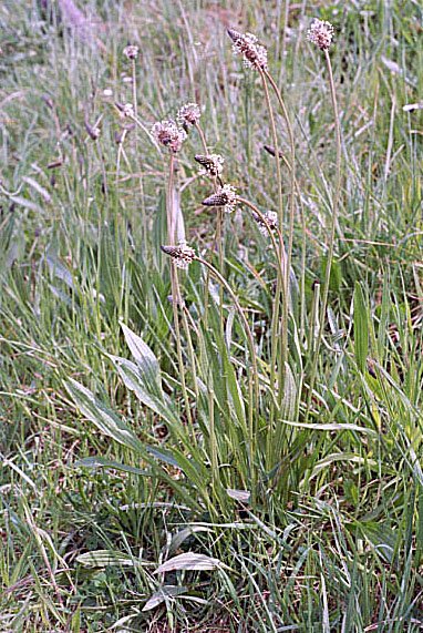 plantagolanceolataplantainlancol.jpg