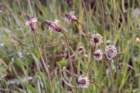 plantagolanceolataplantainlancol02_small.jpg