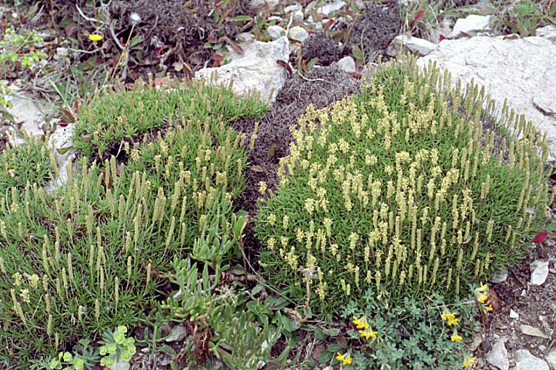 plantagosubulataplantainenalne.jpg
