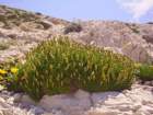plantagosubulataplantainenalne02_small.jpg