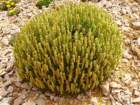 plantagosubulataplantainenalne03_small.jpg