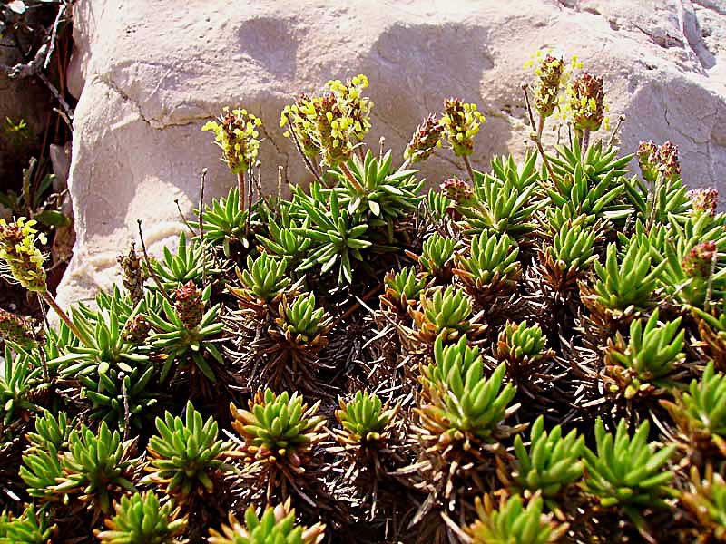 plantagosubulataplantainenalne05.jpg