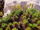 plantagosubulataplantainenalne05_small.jpg