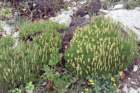 plantagosubulataplantainenalne_small.jpg