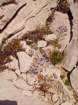 limoniumminutumfauxstaticenainphoto02_small.jpg