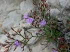 limoniumminutumfauxstaticenainphoto03_small.jpg