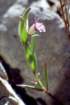 polygalarupestrispolygaledesrochers02_small.jpg