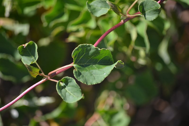 fallopiaaubertiifallopia03.jpg