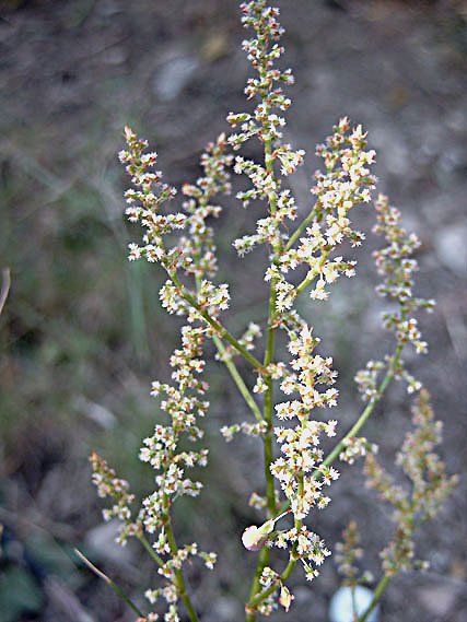 rumexintermediusoseille03.jpg