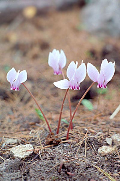 cyclamenhederifoliumcyclamenfeuillesdelierrephoto03.jpg